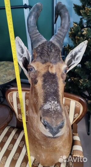 Чучела животных