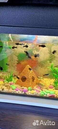 Рыбки моллинезия черная