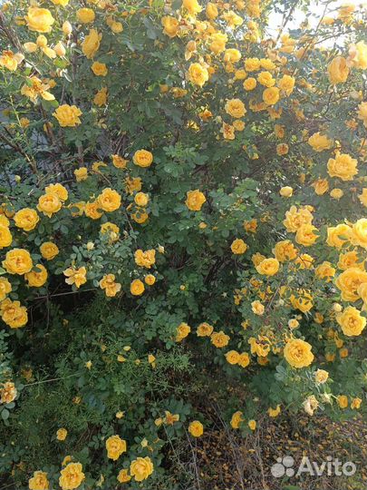 Роза чайная желтая