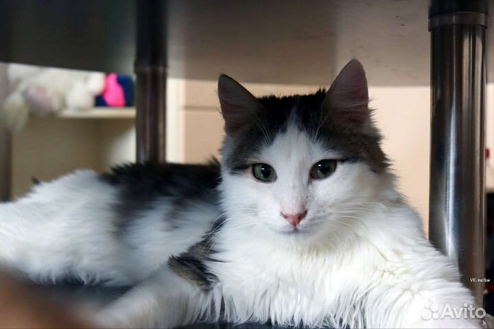 Жозик в добрый дом