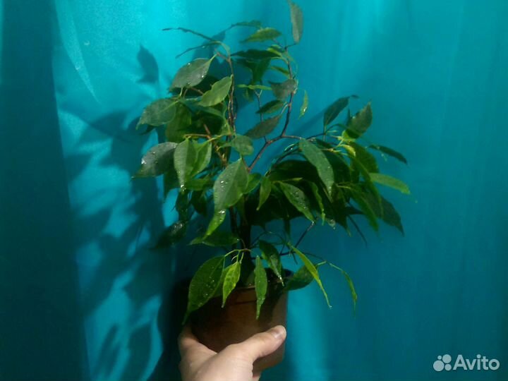 Фикус Бенджамина
