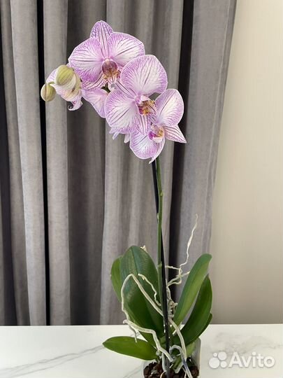 Орхидея фаленопсис доставка бесплатно