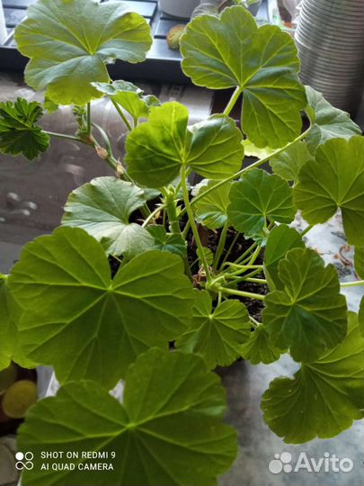 Комнатные цветы разные