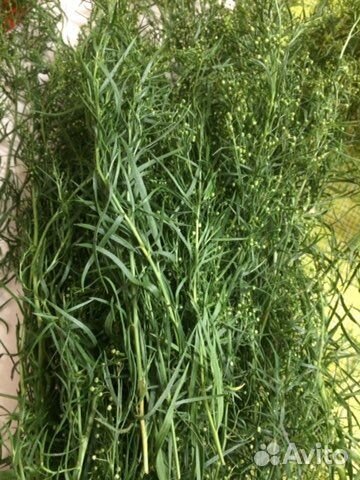 Эстрагон (тархун)