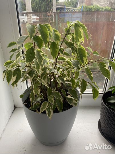 Фикус бенджамина