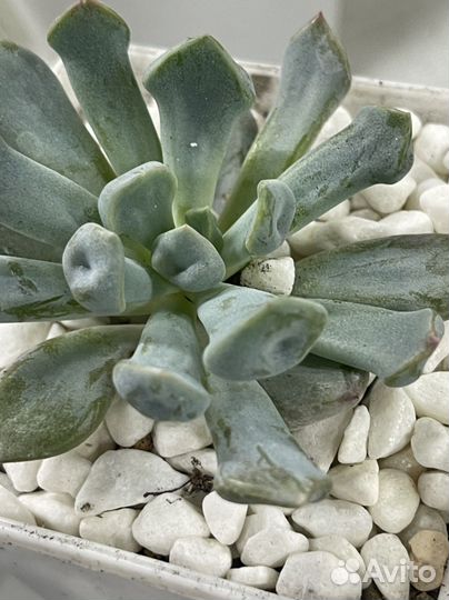 Суккуленты минимаркет