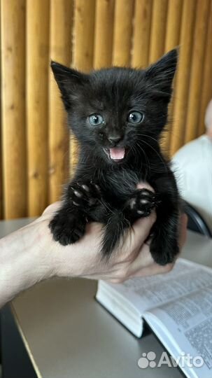Котенок