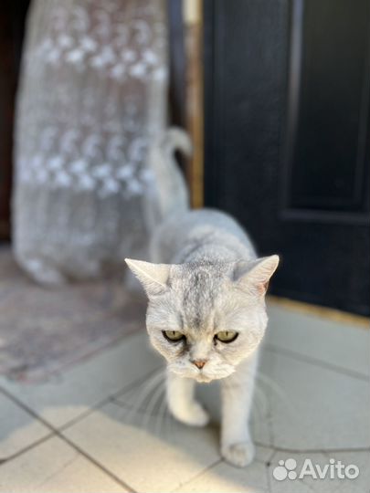 Шотландская кошка