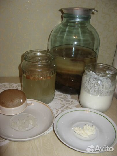 Гриб кефирный, индийский морской, чайный