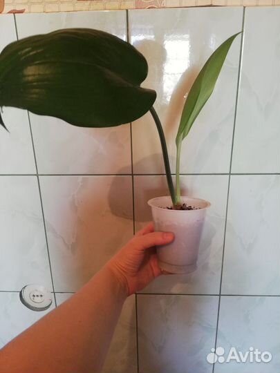 Эухарис амазонская лилия