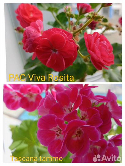 Пеларгония герань Swanland Pink, 'Diana Palmer'