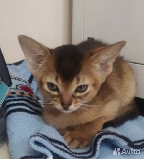 Абиссинские котята