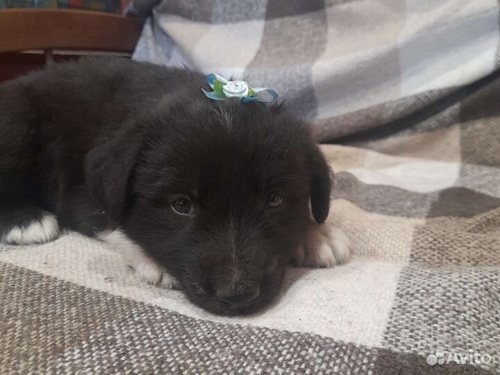 Щенок в добрые руки бесплатно