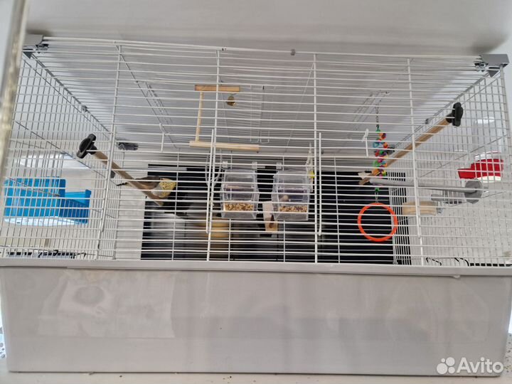 2 амадина с клеткой