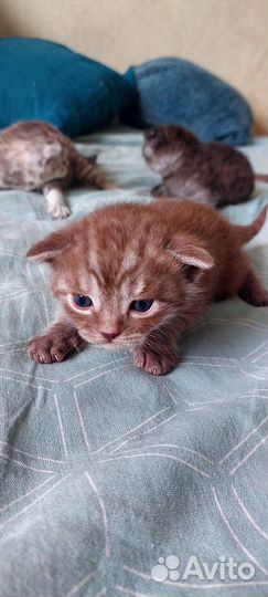 Шотландские котята