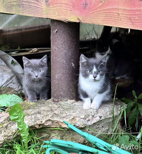 Котята в добрые руки