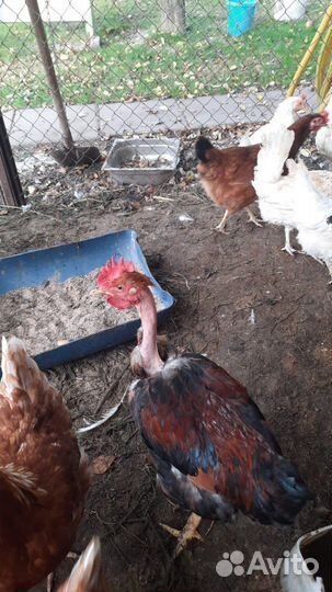 Петухи голошейка