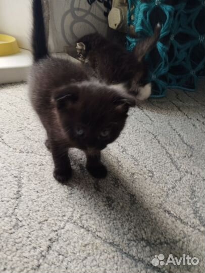 Котята в добрые руки бесплатно