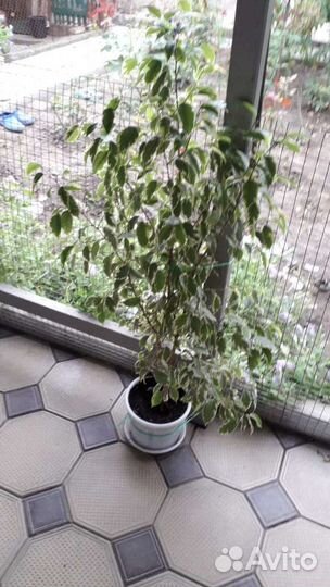 Фикус бенджамина