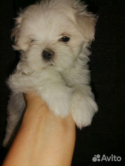 Девочка мальтезе стандарт