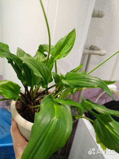 Отдам цветочки