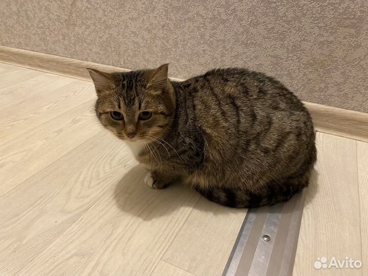 Кошка мышеловка в добрые руки