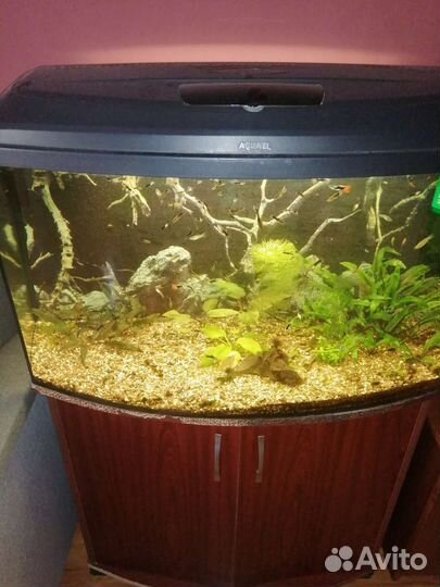 Аквариум 