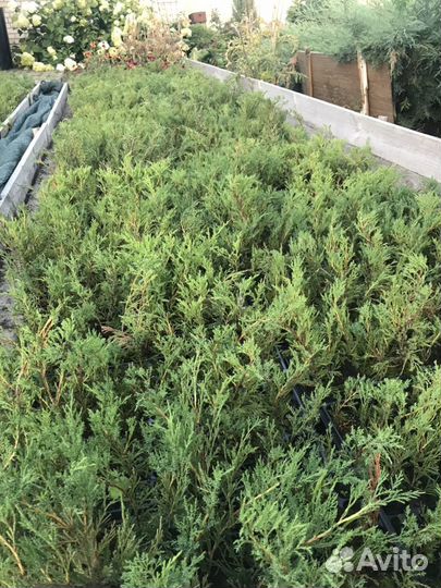Саженцы хвойных растений