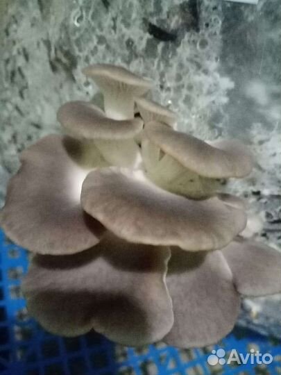 Мицелий вешенки PPH зерновой быстрый