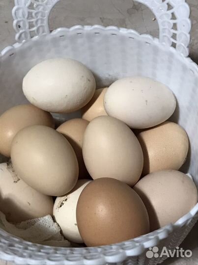 Инкубационное яйцо породистых кур