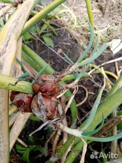 Лук многолетний, многоярусный