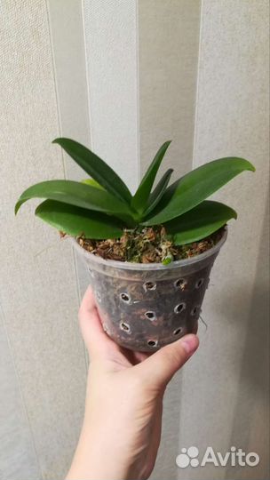 Орхидея Hualien Pink Galaxy '272' peloric