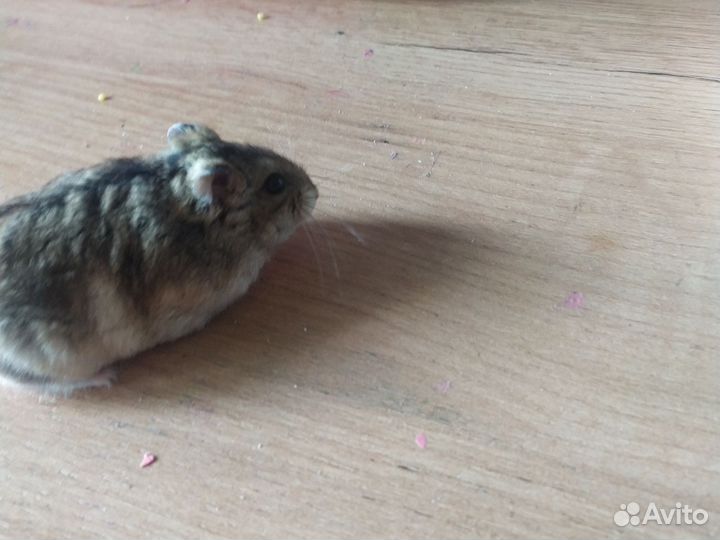 Джунгарский хомяк