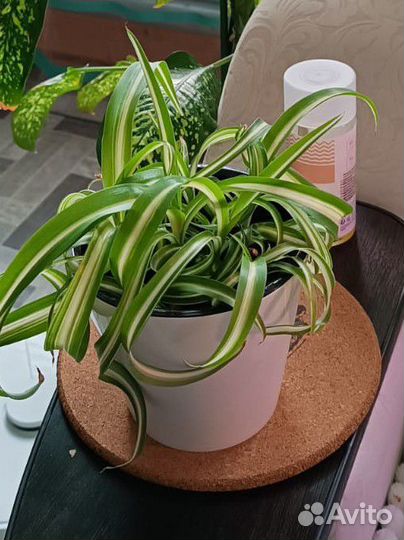 Хлорофитум кудрявый