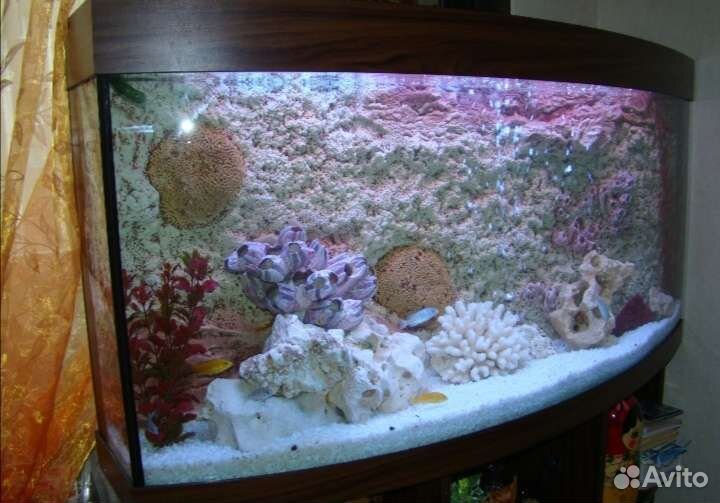 Обслуживание, чистка аквариумов и террариумов