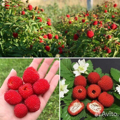 Тибетская малинка