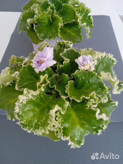 Фиалка пестролистная сортовая