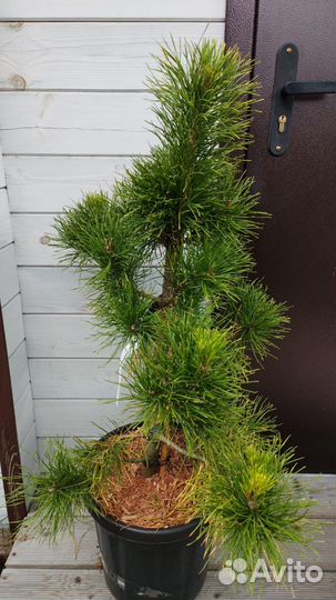 Хвойные из питомников Голландии/Польши