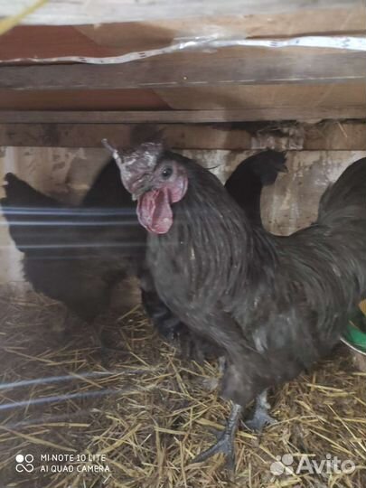 Инкуб.яйцо, Ухейилюи петух