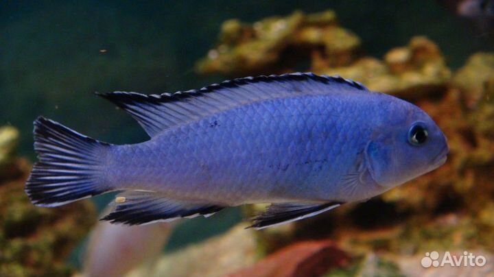 Малавийские цихлиды, аквариумные рыбки