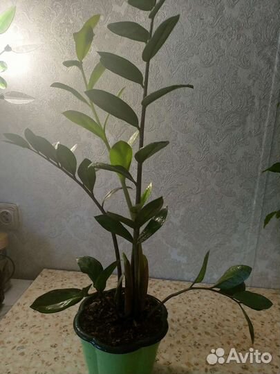 Сортовая фиалка-Арктик Фрост