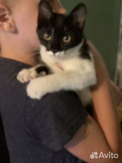 Котенок бесплатно