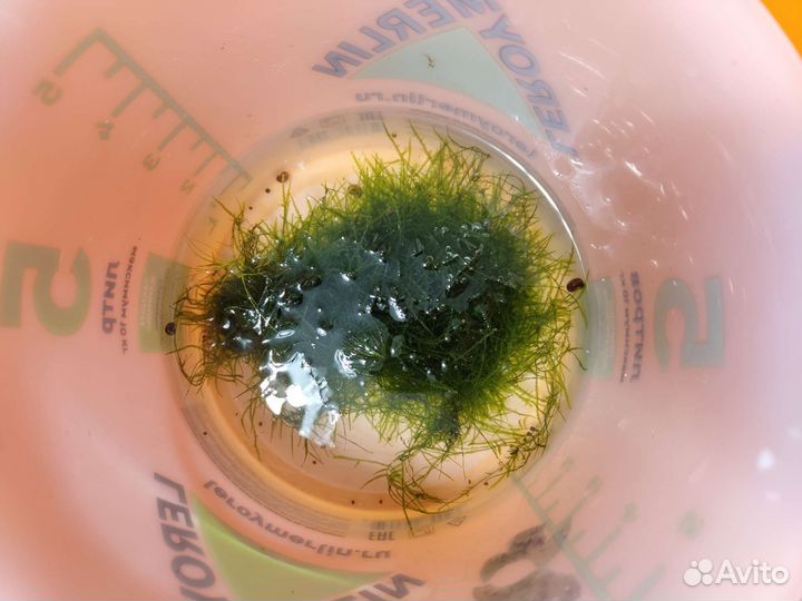 Яванский мох для аквариума