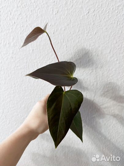 Антуриум рейнбоу чемпион