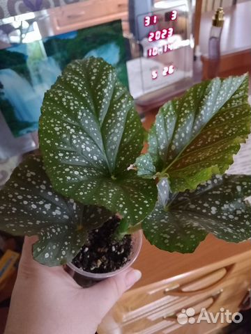 Тростниковые бегонии