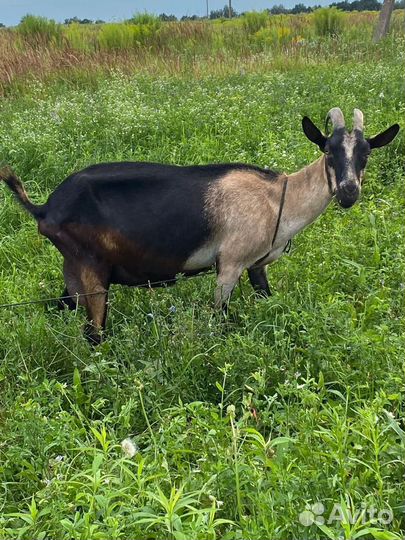 Козочка Чешская