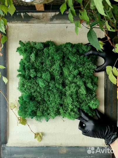 Панель из стабилизированного мха ягель 25х50см