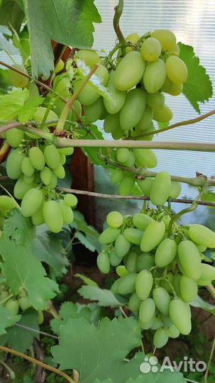 Продам саженцы винограда