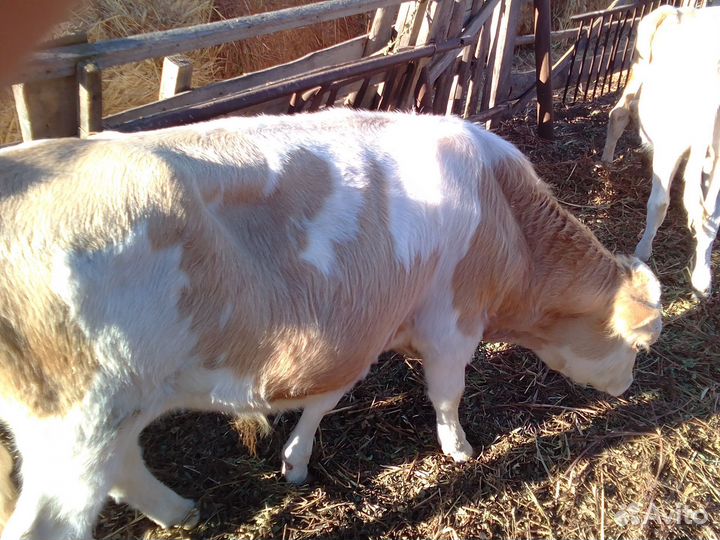 Бычки и быки