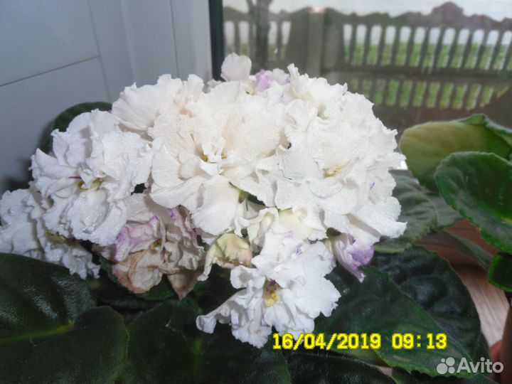 Комнатные цветы